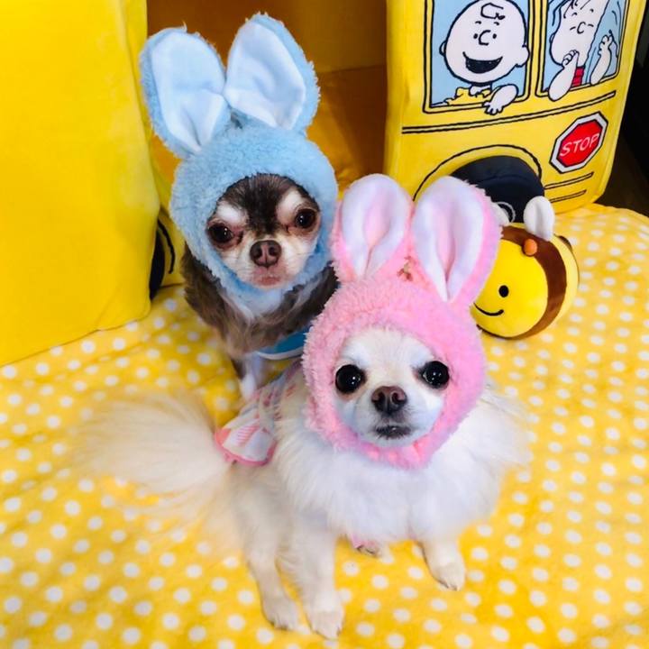 60dc8a50 b370 455c bd42 9f9ecd9549ba 1558223380296