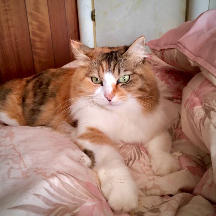 60dd2c63 5926 49d2 8cc9 d9e4a0a610b0 1576225158569