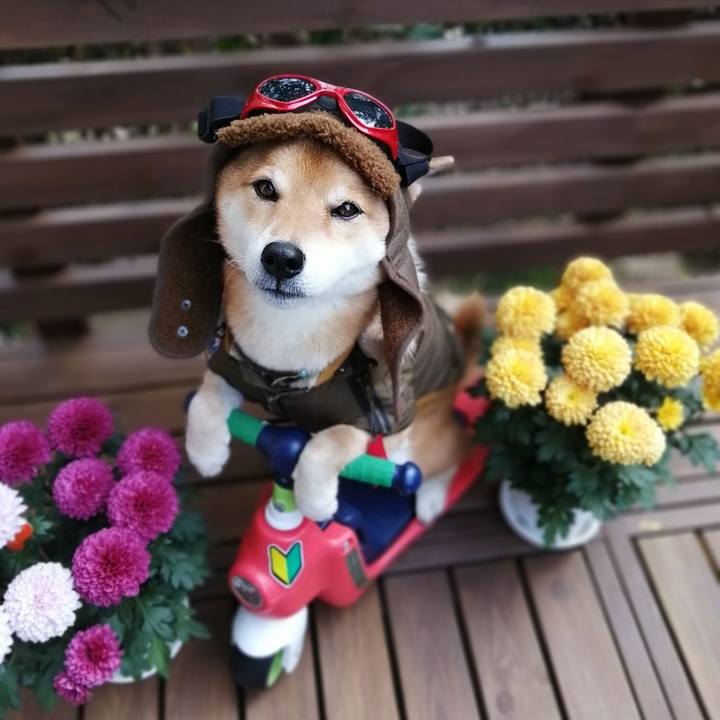 60e1ee3e 8a77 4681 bf5f d44b1da72478 1605748556264