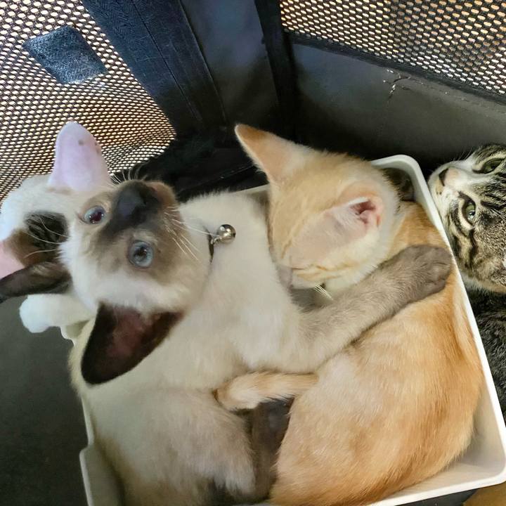 60e257ed 88ae 4272 85f4 e9978e6829b5 1689483668055