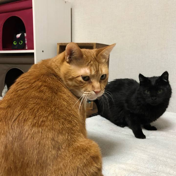 60e2ca8b 08bd 4546 9a34 a449a7488cab 1614338999060