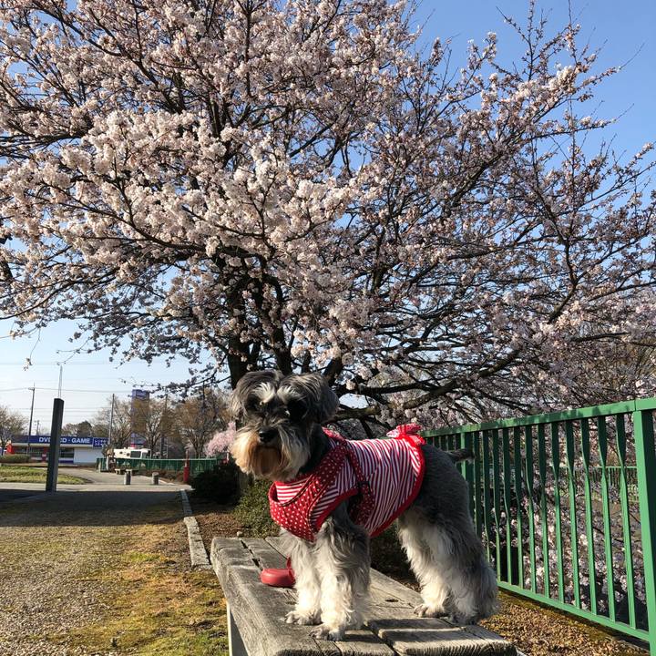 60e32203 67cb 4447 bca0 69aa3de6b4c3 1554550396350