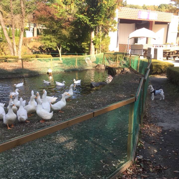 60e4735d 080c 4300 9c1a 6d35df47d453 1509365167389