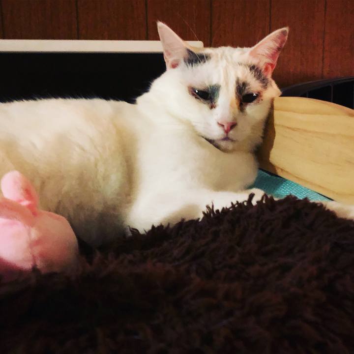 60e534ec a521 4fd3 9eeb db521d932de6 1551649436280