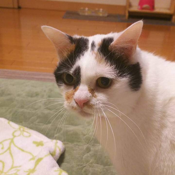 60e8d24e 2ecb 4807 bb76 1fc0a09199b1 1508064689133