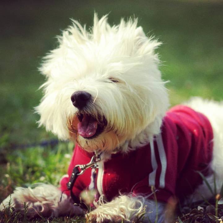 60ea484f ad3a 4431 a5d1 abf259f64aaa 1527029648686