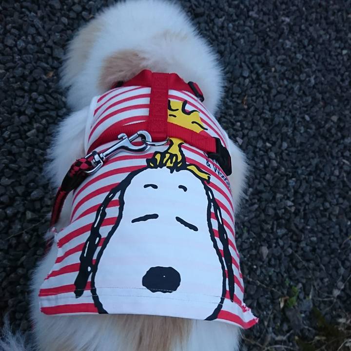 60eb6ce1 1dbc 4507 bc52 385e14f07633 1511992158189