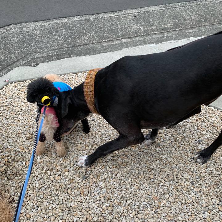 60edb2a1 18ba 45c4 b4f6 a192f09ecc49 1550881458127