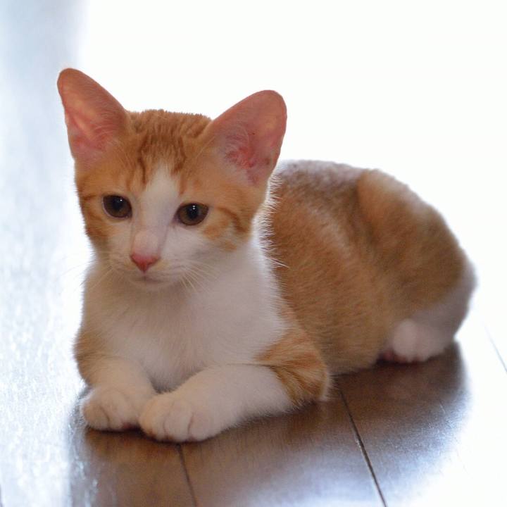 60efc4f3 0ac2 4fd8 8431 4e1304f85ab2 1550799080771