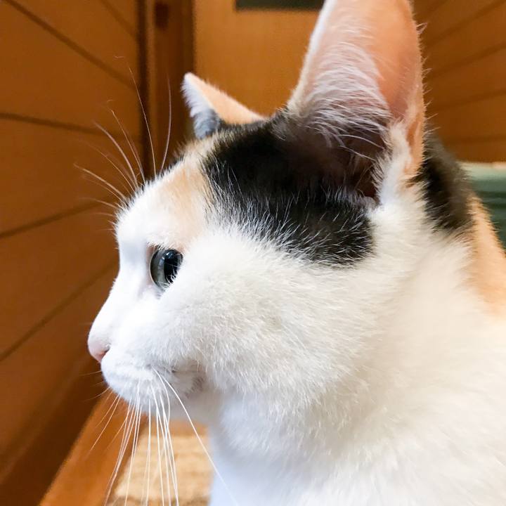 60f02093 3b11 4a30 8c9a b45dc9543e4d 1517388220676