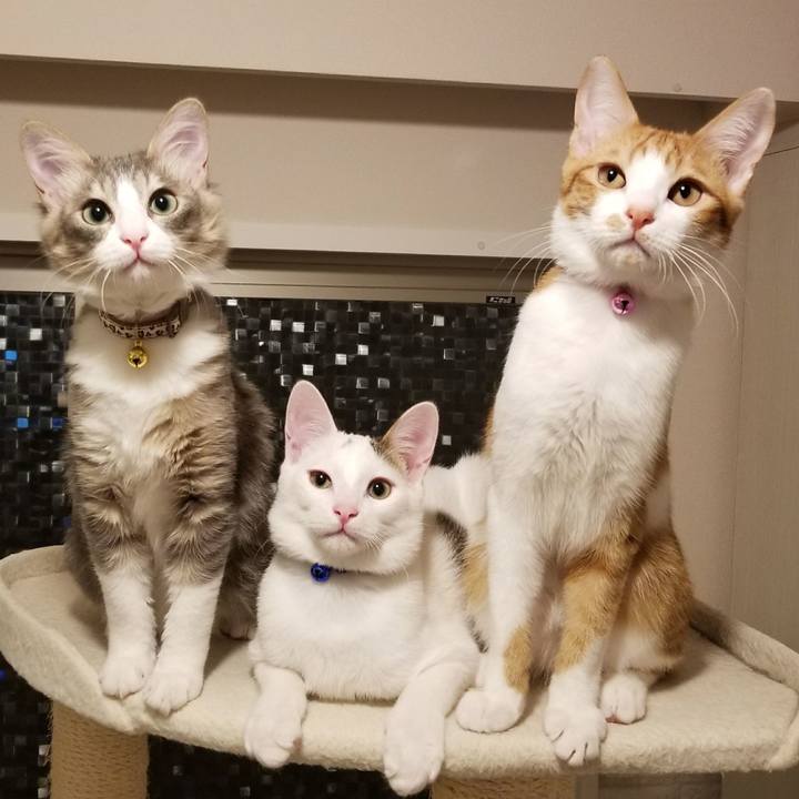 60f0bcc9 f226 4061 97f7 bb3122d4d6e6 1511602687245