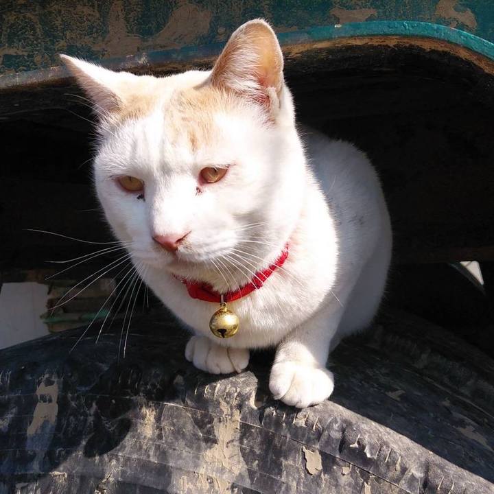 60f8e0f9 22d9 4043 bb3f 4002c313ff5b 1585891436994