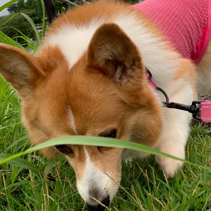 60f957ce 7ed8 4fe1 b807 210971b9572a 1595064040512