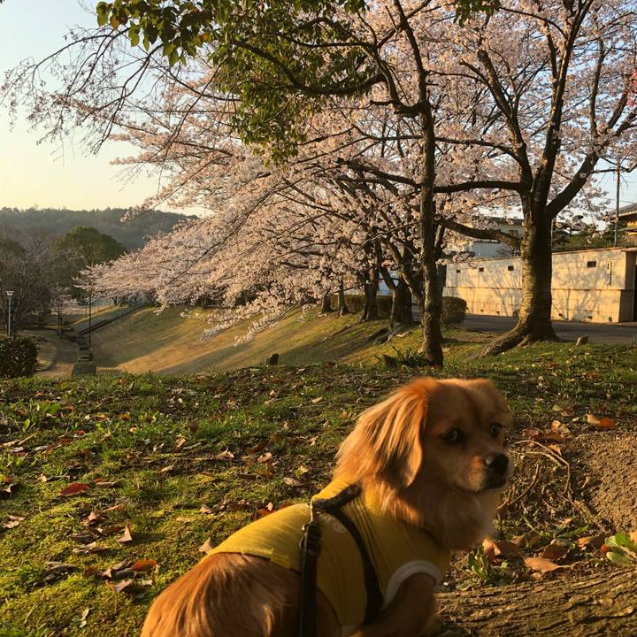 60f98770 676e 49ca 8eae fda5f2f29cac 1522189631272