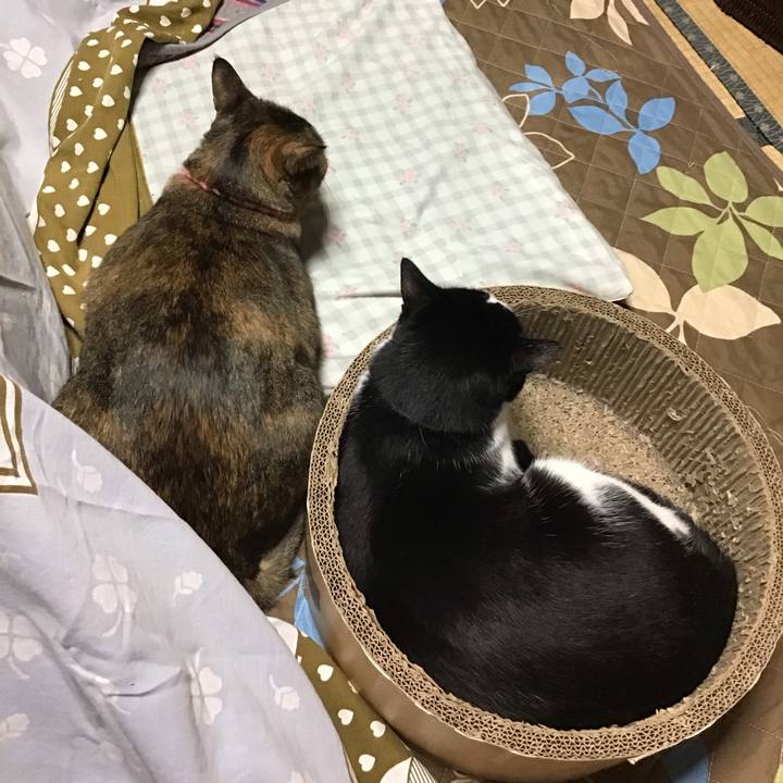 60fd5032 c95c 498e 9cc7 b7d477b55af7 1732958349886