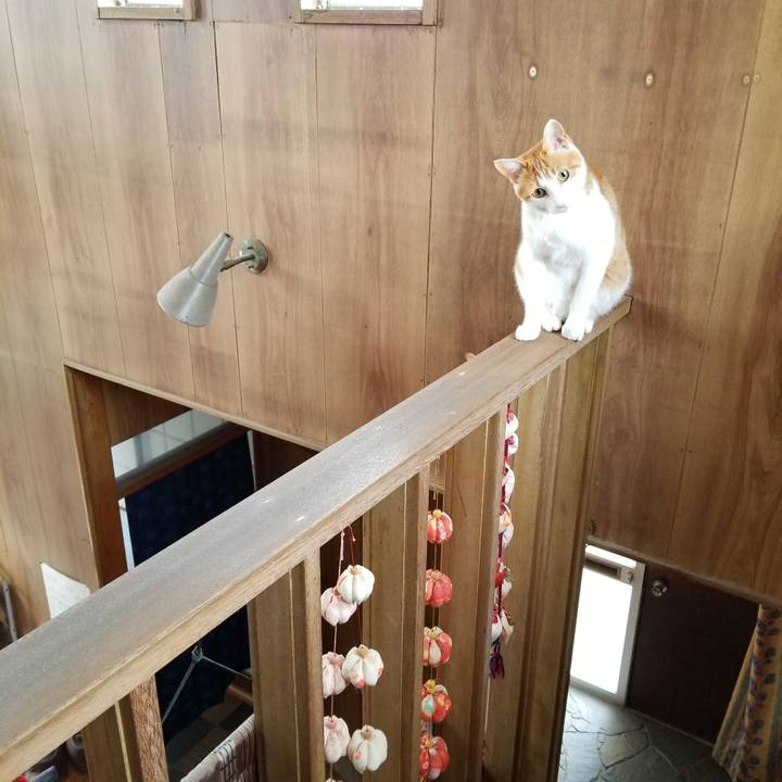 6100faa4 85da 401f a715 4c239d0556e4 1516529143921