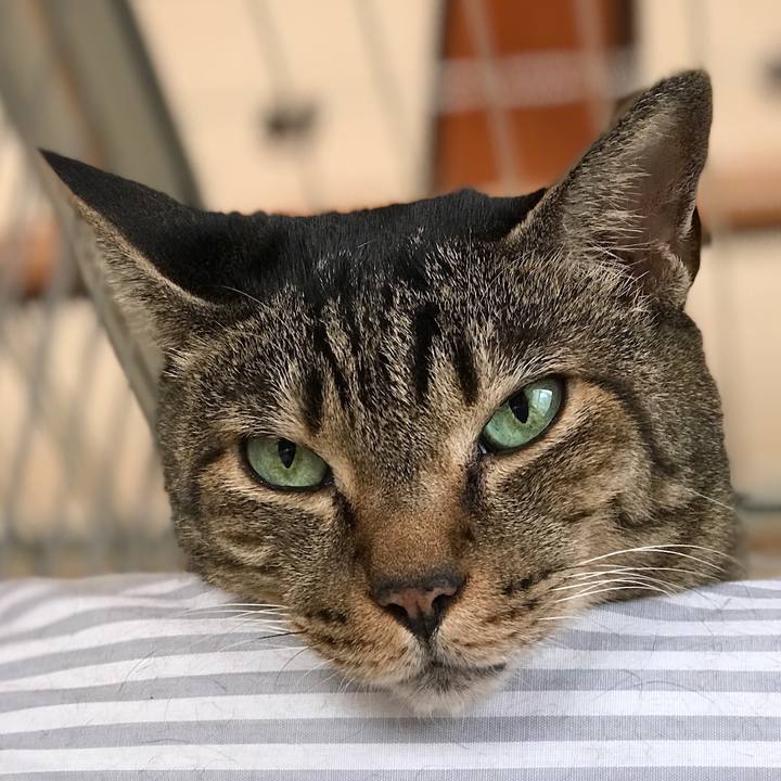 610113cb 0f18 40eb 96af 8bba1ec077ab 1537404766431