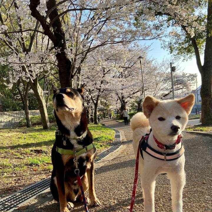 61046e55 a62c 4903 ae5b 255ebcbf8640 1680047210991