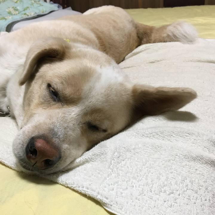 6106024c 043f 4736 93de 16a1a6a3288e 1531927814489