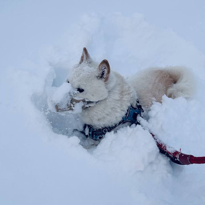 61080ff3 8af4 4a86 a4d7 2cefa6b44982 1738796135722