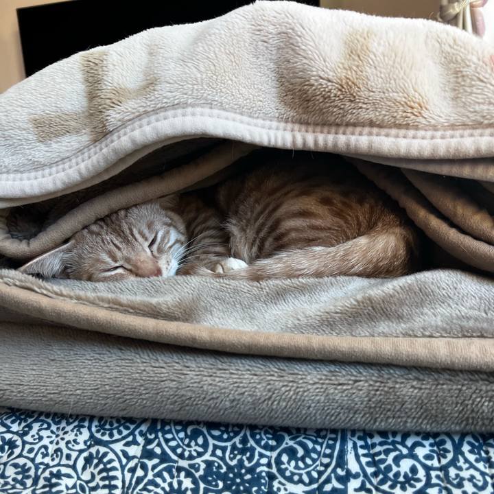 610921a5 93d1 4560 bf56 934faec6fed0 1711498598849