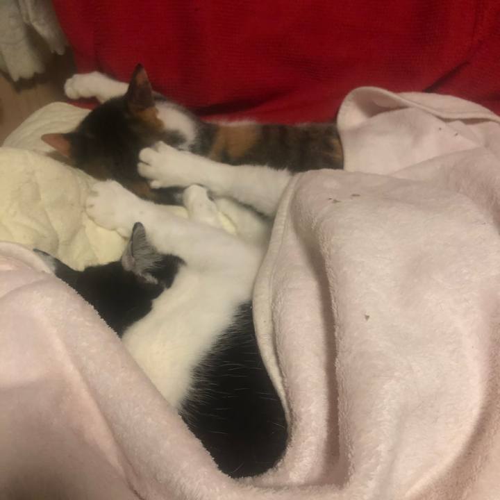 610a3aa0 3398 4638 a5cc c8b82bc06965 1605644237755