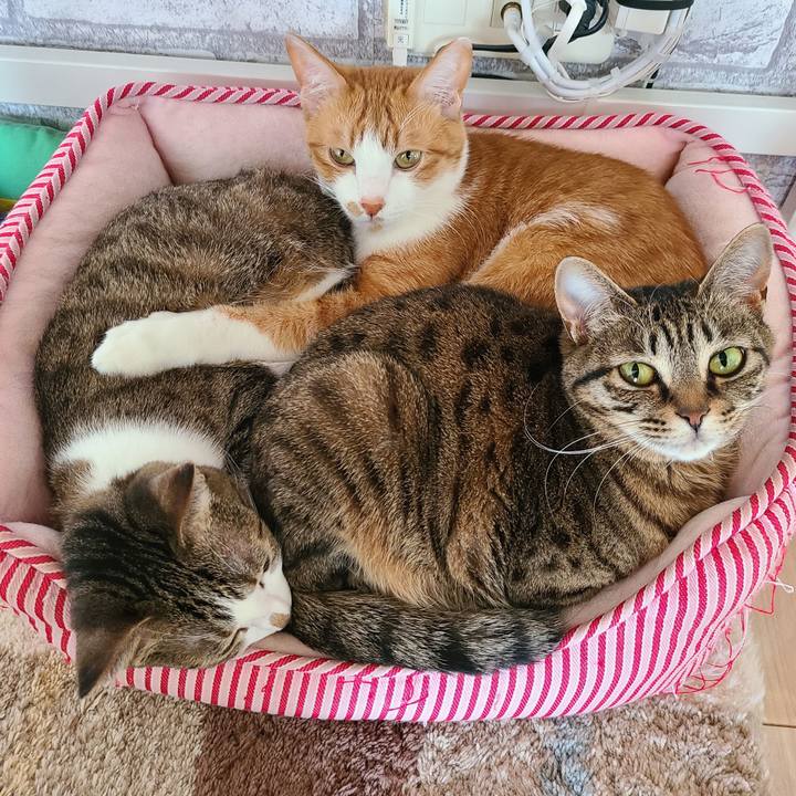 610a5a6a 3cb8 428d adca 52a67019fe84 1616895792674