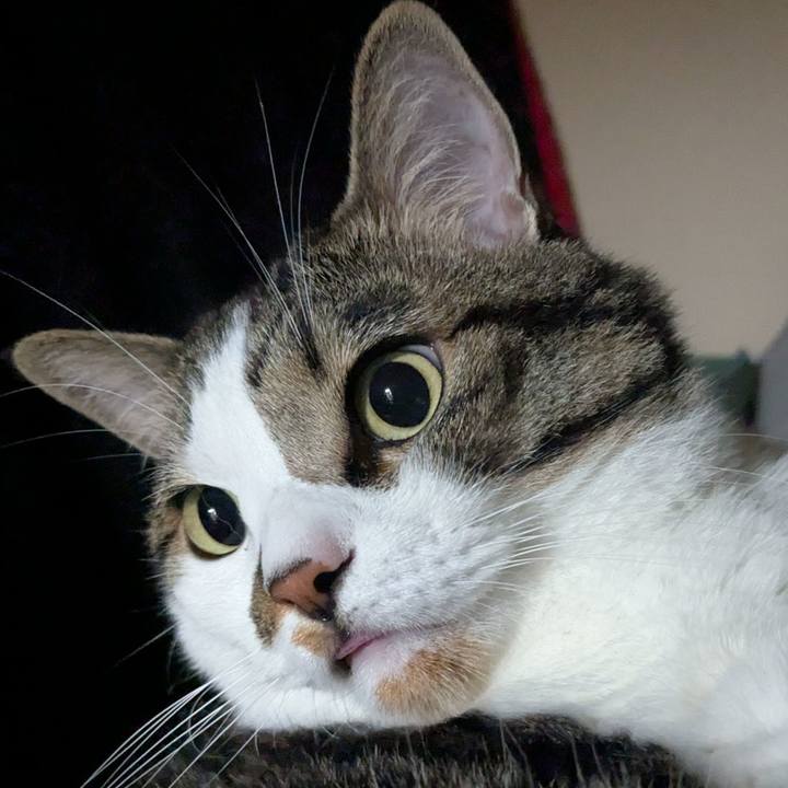 610daf50 e1b1 49e1 af94 14a389f9ffe3 1754569037276