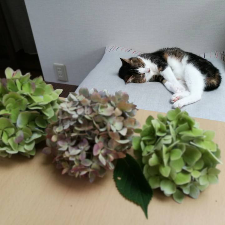 610f1d93 c941 4ca1 8d96 a8727ae1a9cf 1532491787353