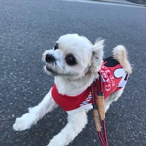 61100d10 074c 469a 84f8 a9936728570c 1513685407329