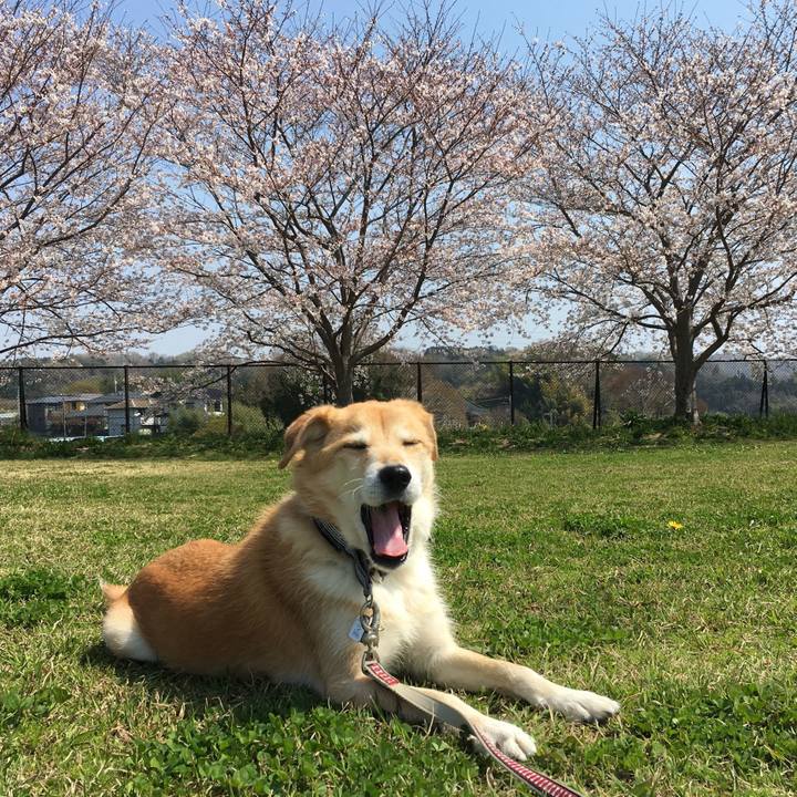 6110f33b 1e5c 4418 8b8e d5fc13536d4a 1522277783931