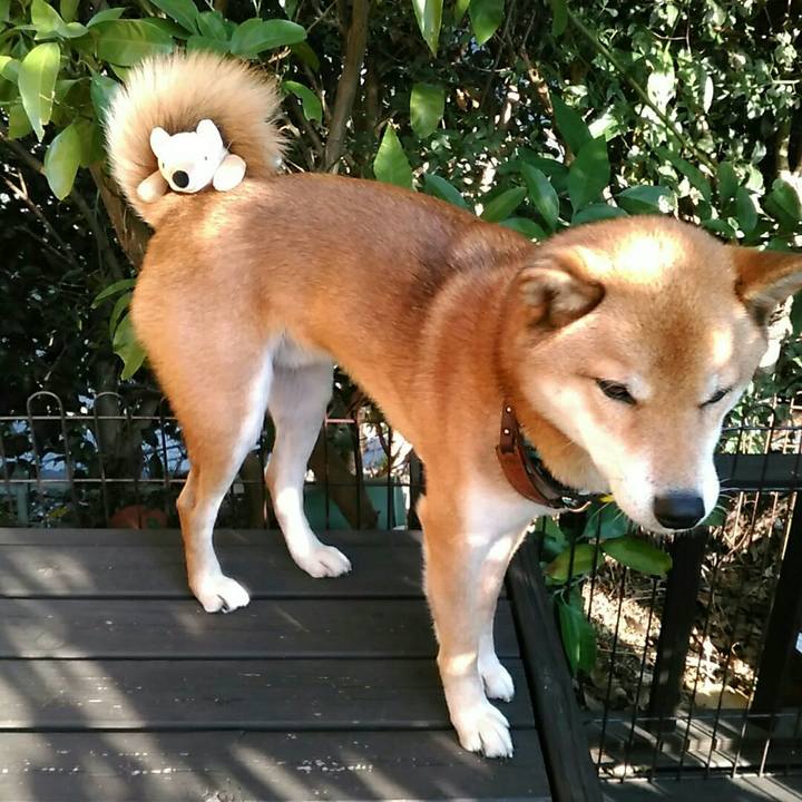 6111cfb0 99c9 46b9 adc2 c28c9af6d2a8 1542778978023