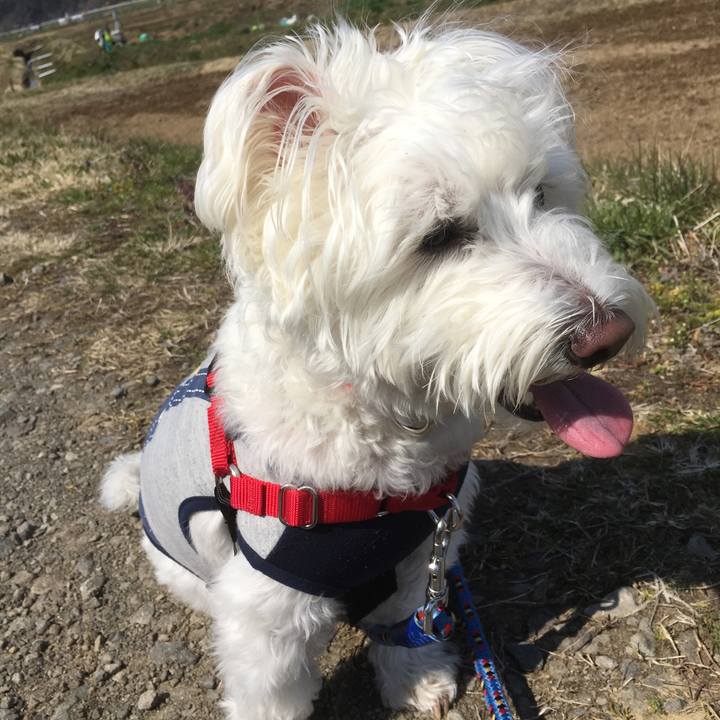 6111e59b fd34 4154 a90f b19b68b252d8 1556041551716