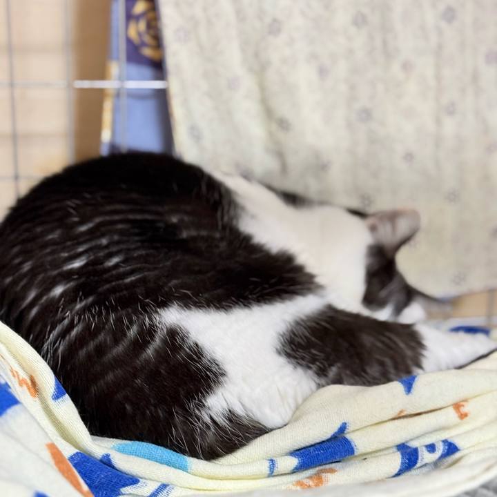 6113e9ee 0b01 47de aaea ffb746812564 1731286896999