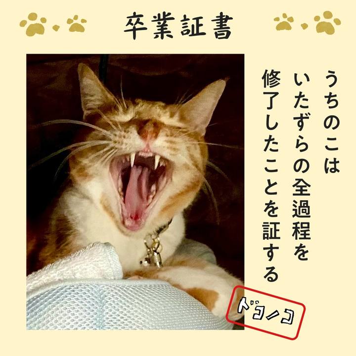 61142cbd 669d 44fe 973a 3f2a5b7d34c7 1771813404237