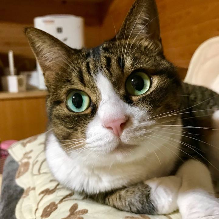 61152646 1df4 45c1 a9ab aa3acd6b50b1 1533993806684