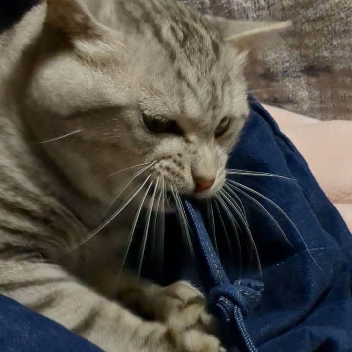 61184512 7a08 402f b4a6 4bbea2e02f3c 1761458823508