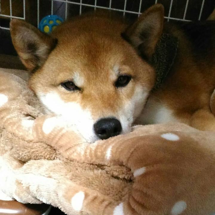 61184ee8 0d85 4bea 92ef 8334ea643a2d 1513739094315