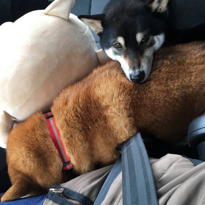 611c90f2 aec6 41b5 bb45 bfa89037b289 1582437262371