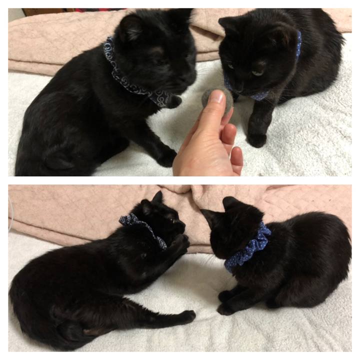 611dd813 a4d0 4dee adcc de3eb1975f86 1554900053802