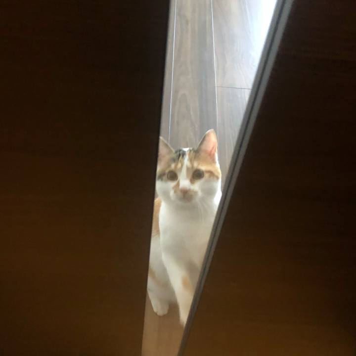 61244f1c 65bd 44f3 96ef 4479c83ee648 1589427156033