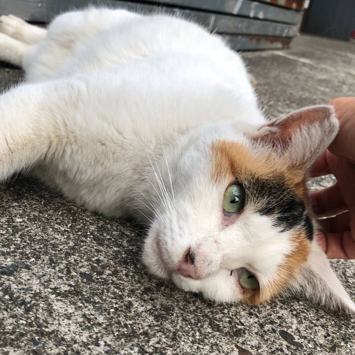 612bdbf7 7c24 402a 88db d20d35d6cb65 1570460530637