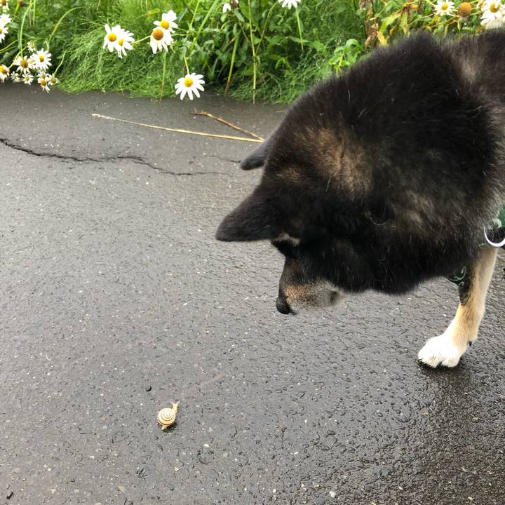 612cedd6 c438 4144 9809 119649172861 1530674152331