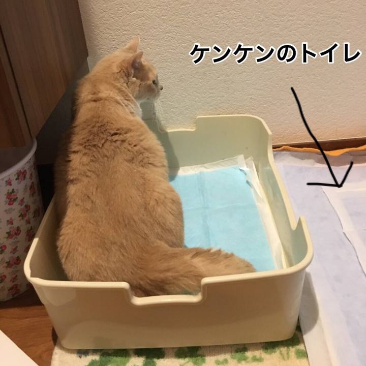 612d1b63 1c04 4421 8a35 e88eeb35508f 1559473400063