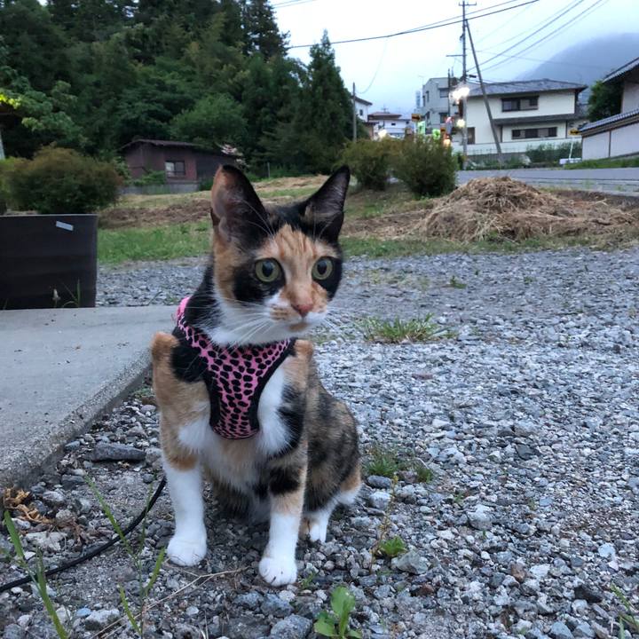 612d92f8 4552 41e1 af72 451a8be26532 1528713206247