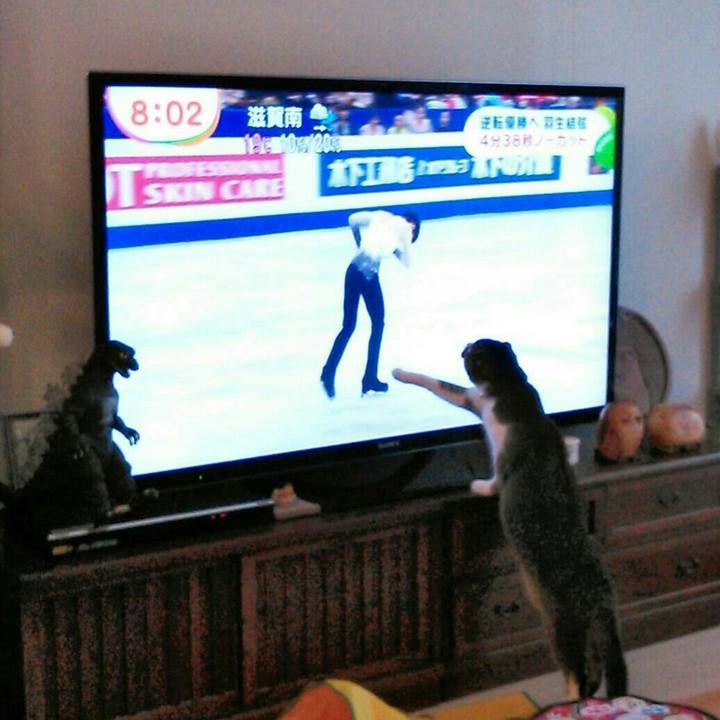 612f1662 8381 434b a017 4dd04388abea 1518942309151