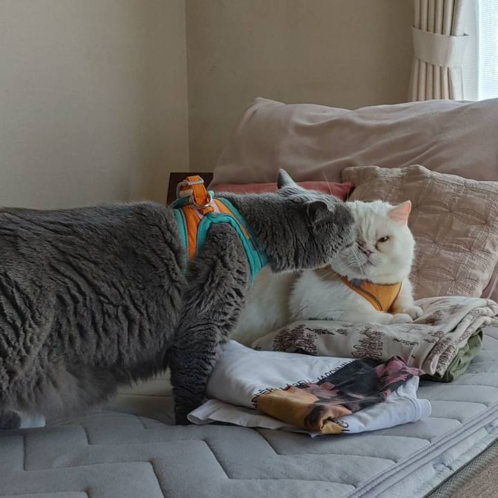 612f8bce ca59 4661 8b22 d27f3aa09544 1653693600367