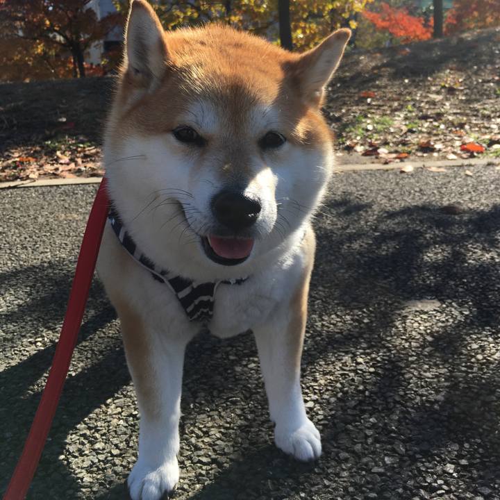 613823af c86d 4a46 bd04 ab6ef2826e26 1575345315023