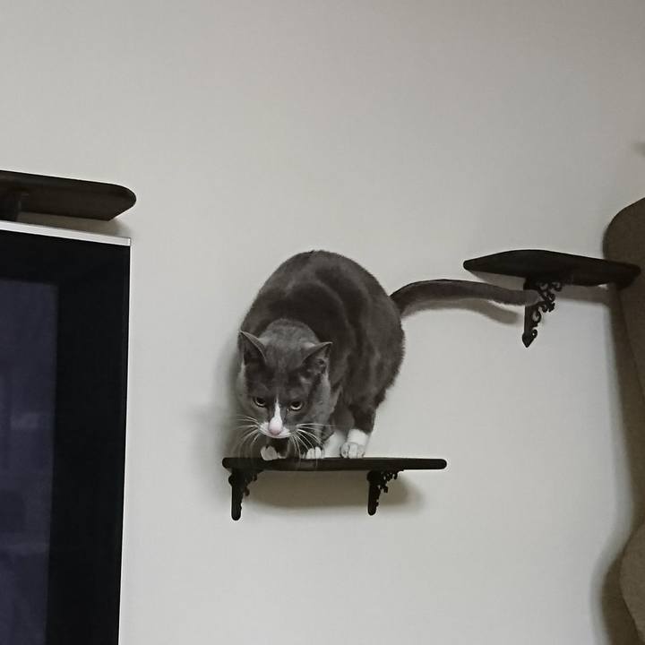 61396af1 254c 4971 9641 11656f071516 1513927493891