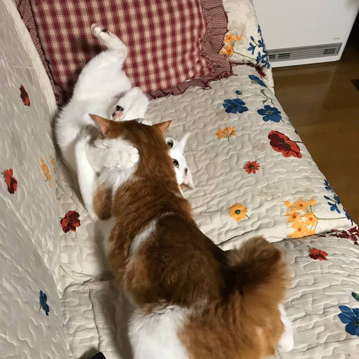 6139cfba 0176 4fe7 8cf6 d1c27099244e 1541687913530